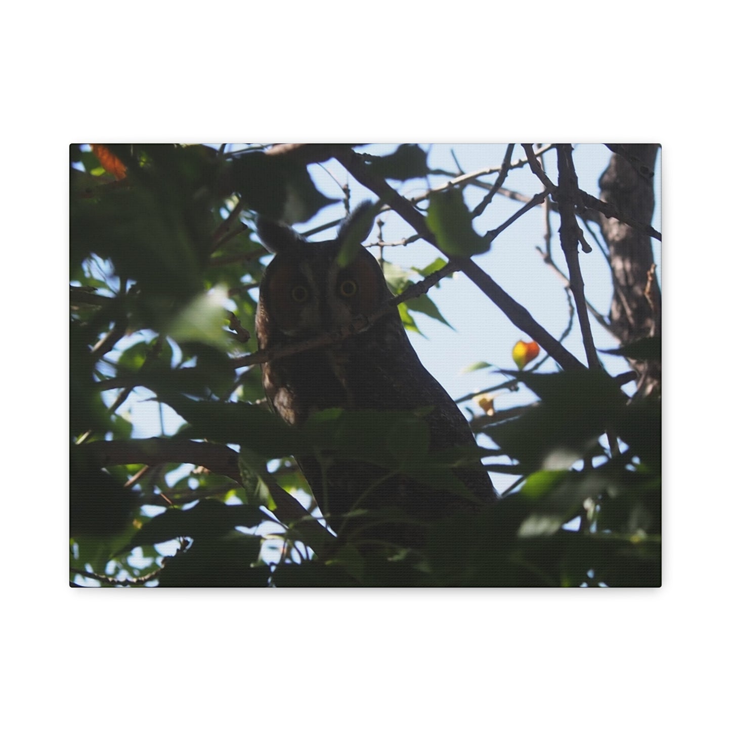Canvas Print - Young Great Horned Owl Photo