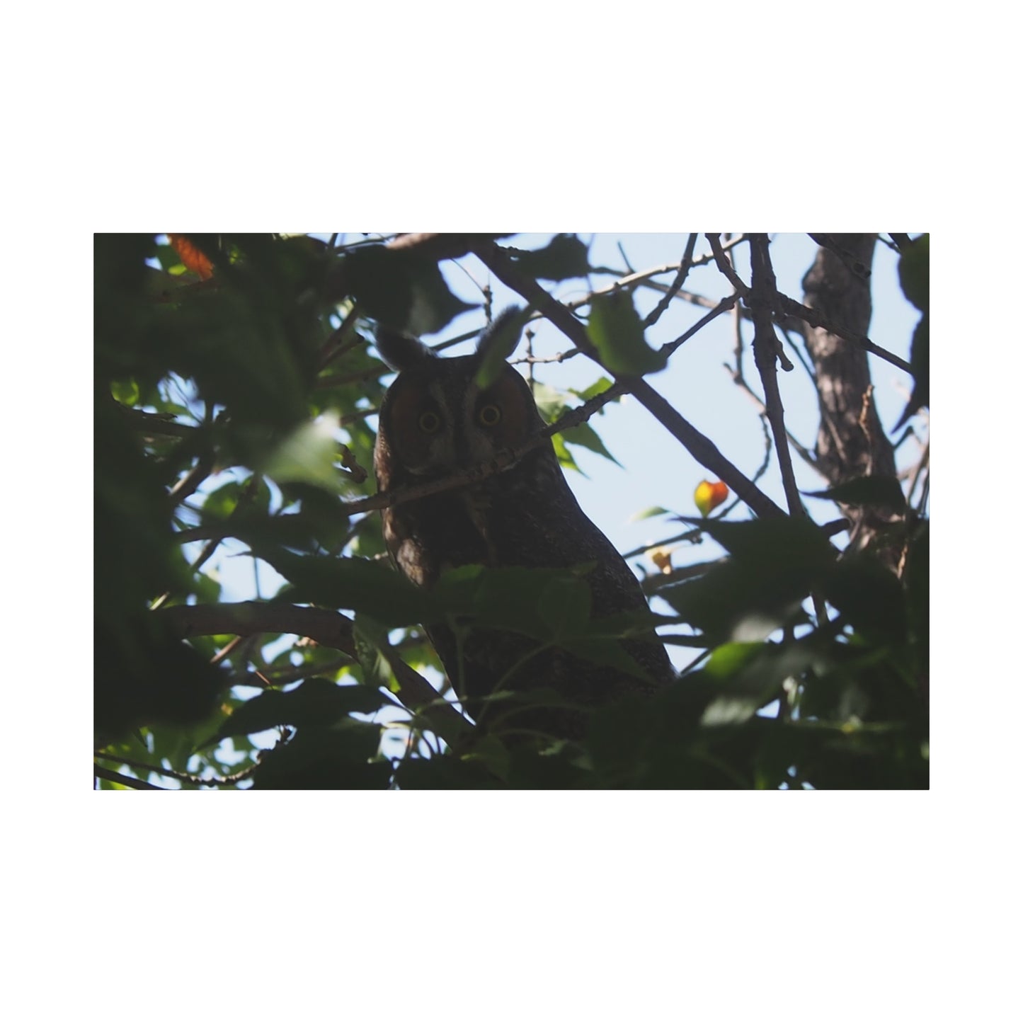 Canvas Print - Young Great Horned Owl Photo