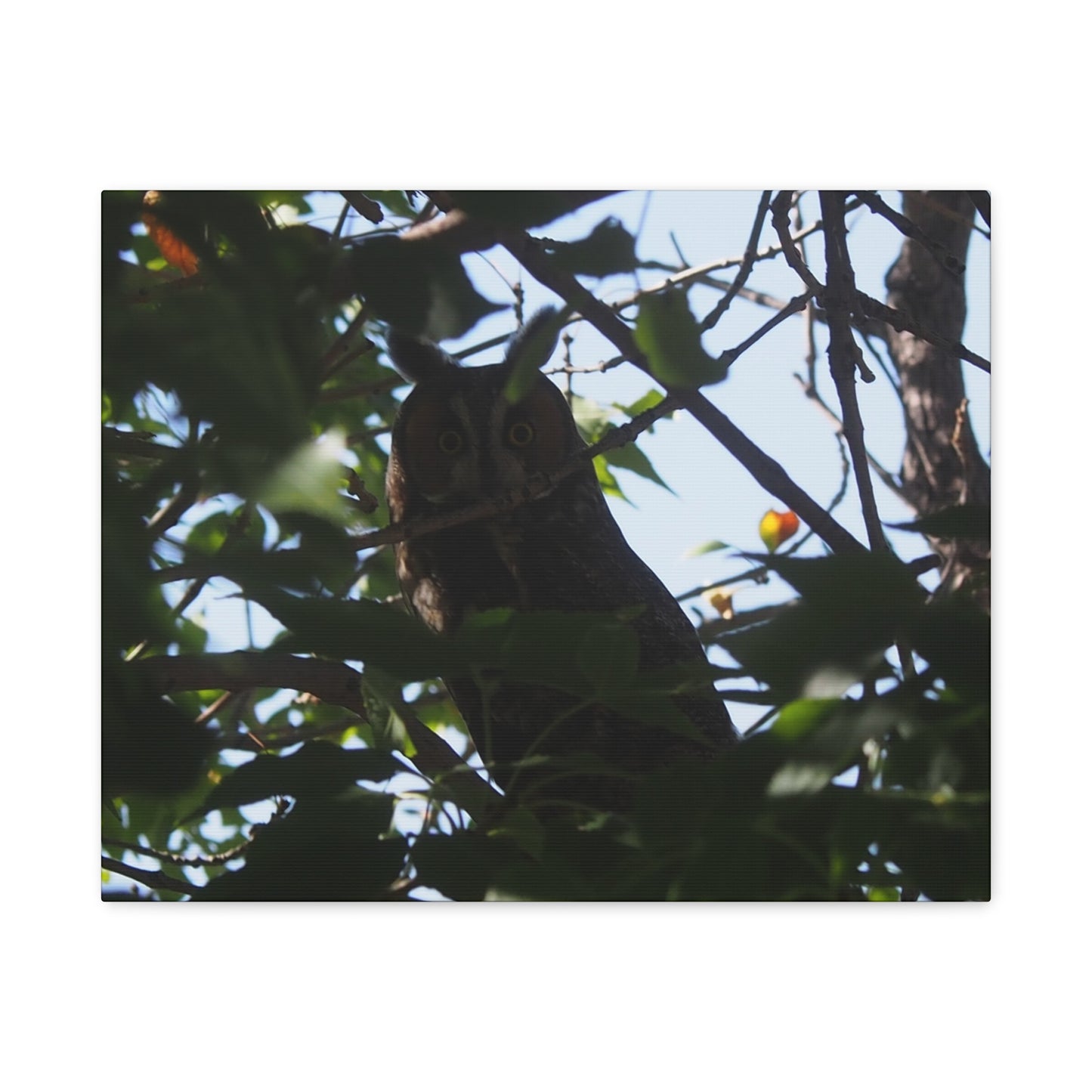 Canvas Print - Young Great Horned Owl Photo