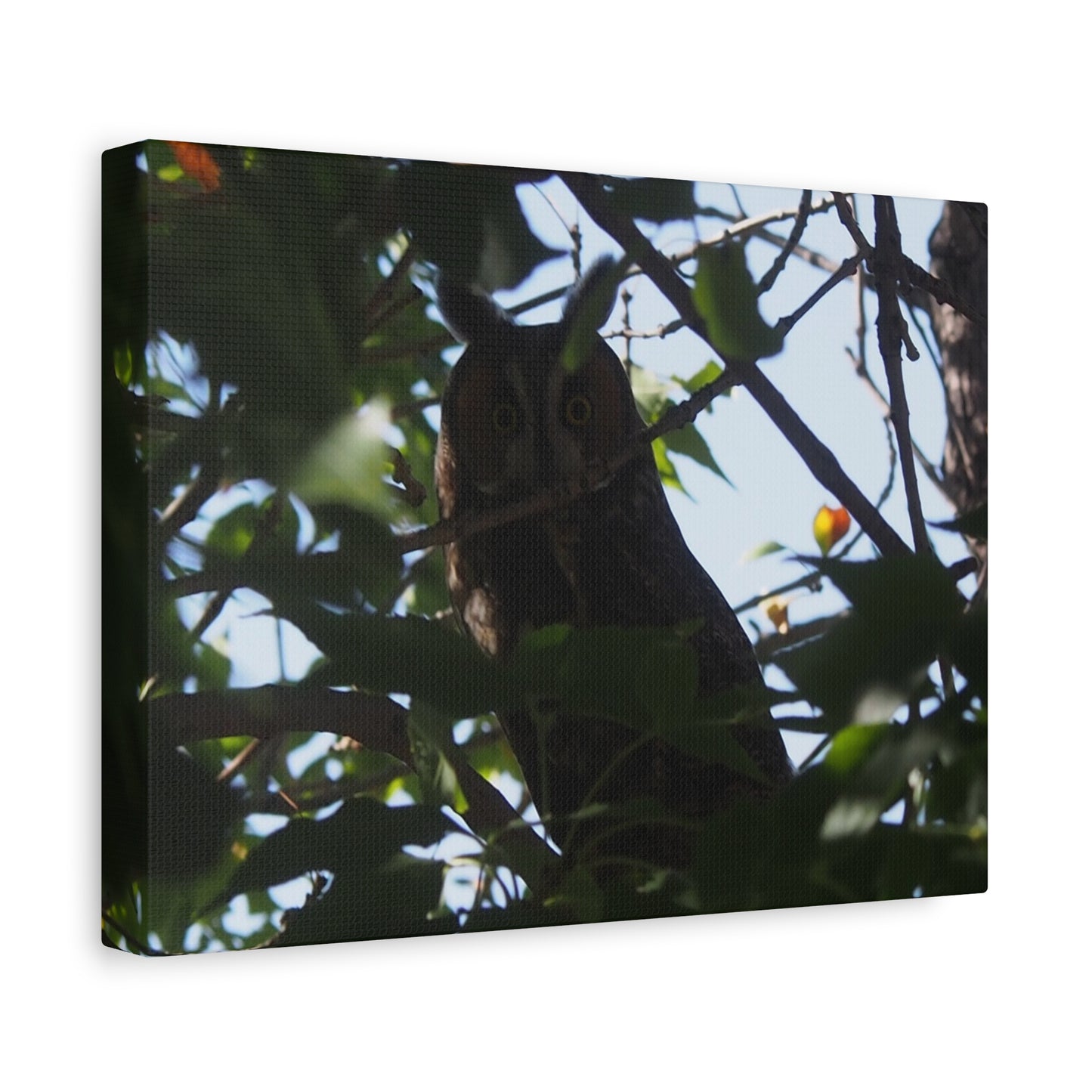 Canvas Print - Young Great Horned Owl Photo