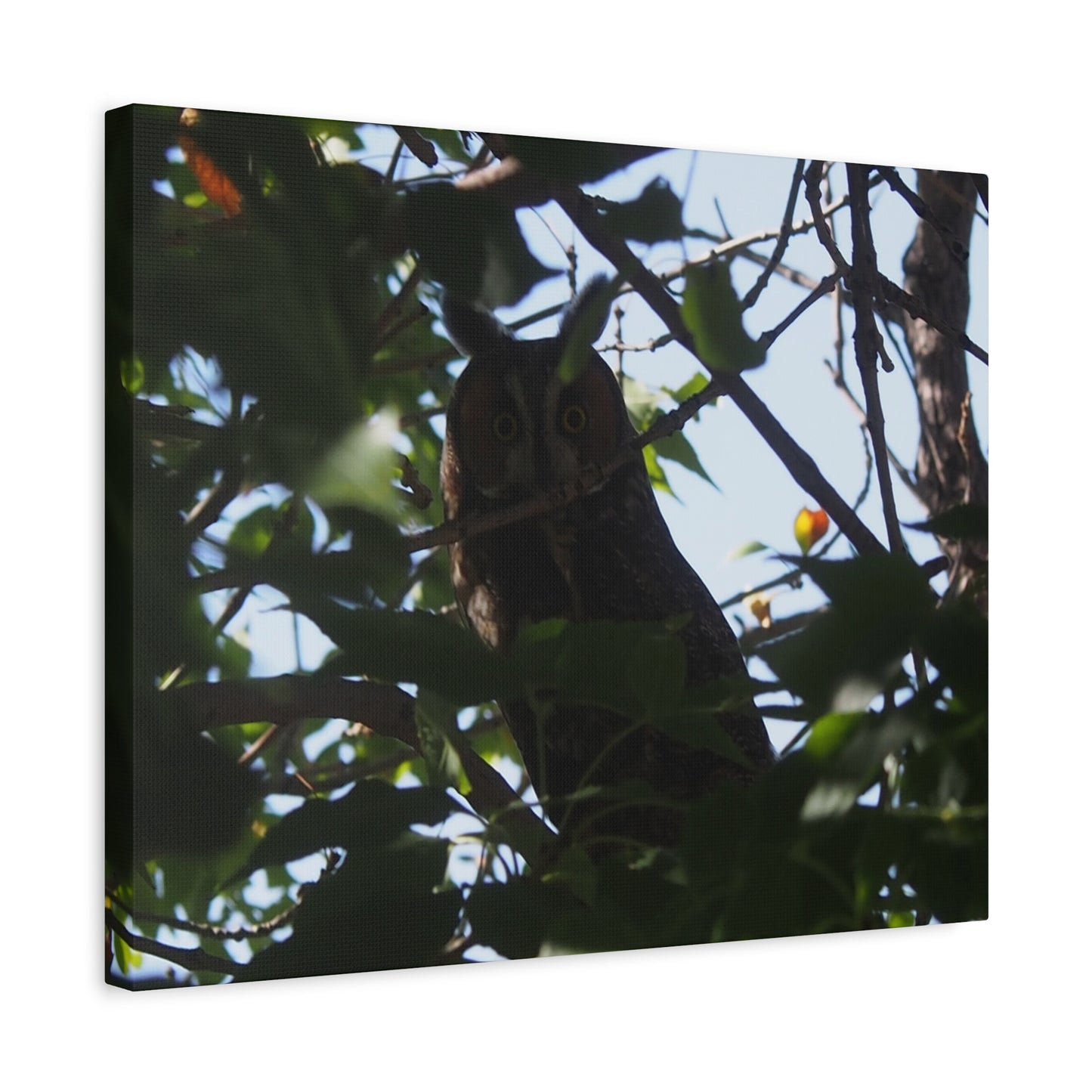 Canvas Print - Young Great Horned Owl Photo