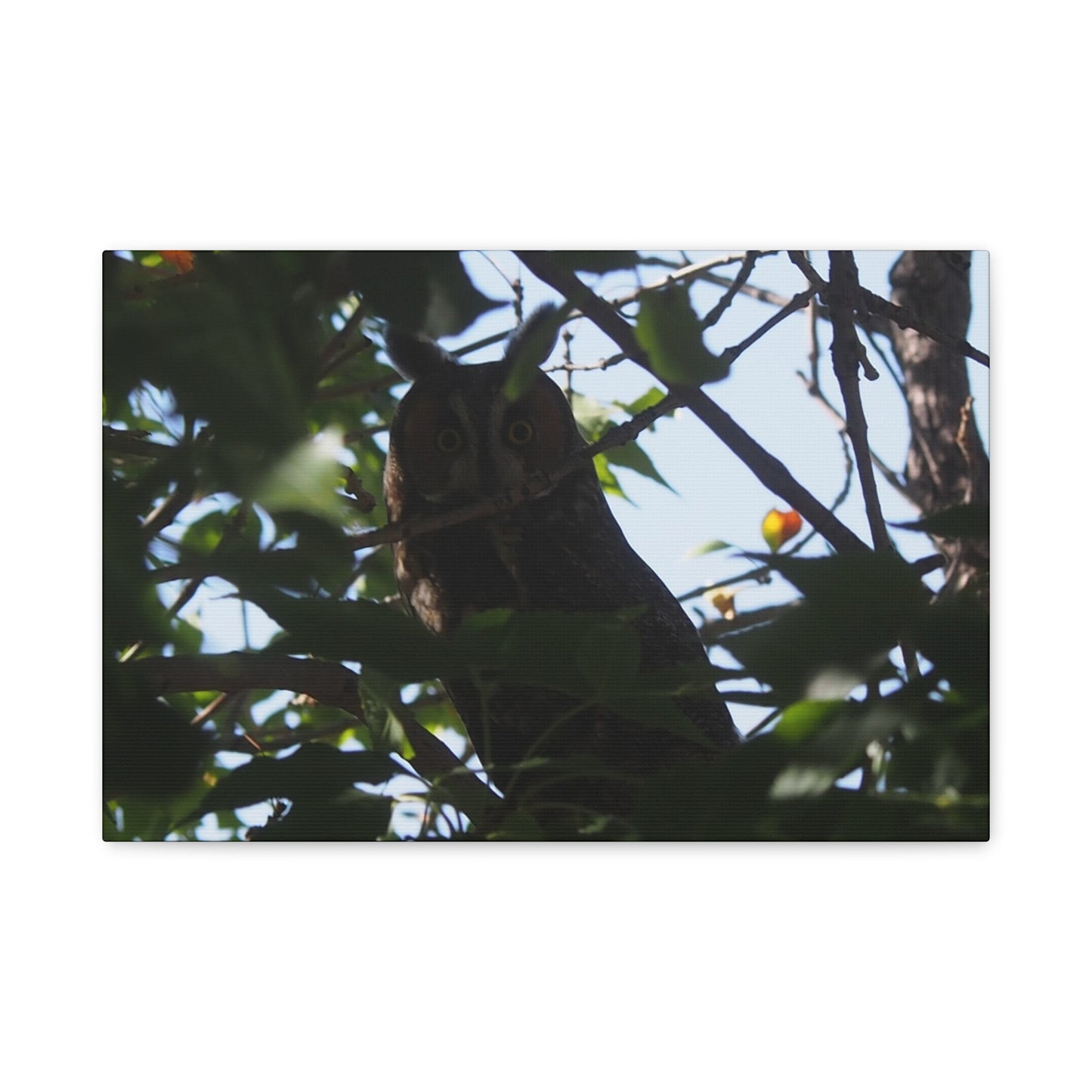 Canvas Print - Young Great Horned Owl Photo