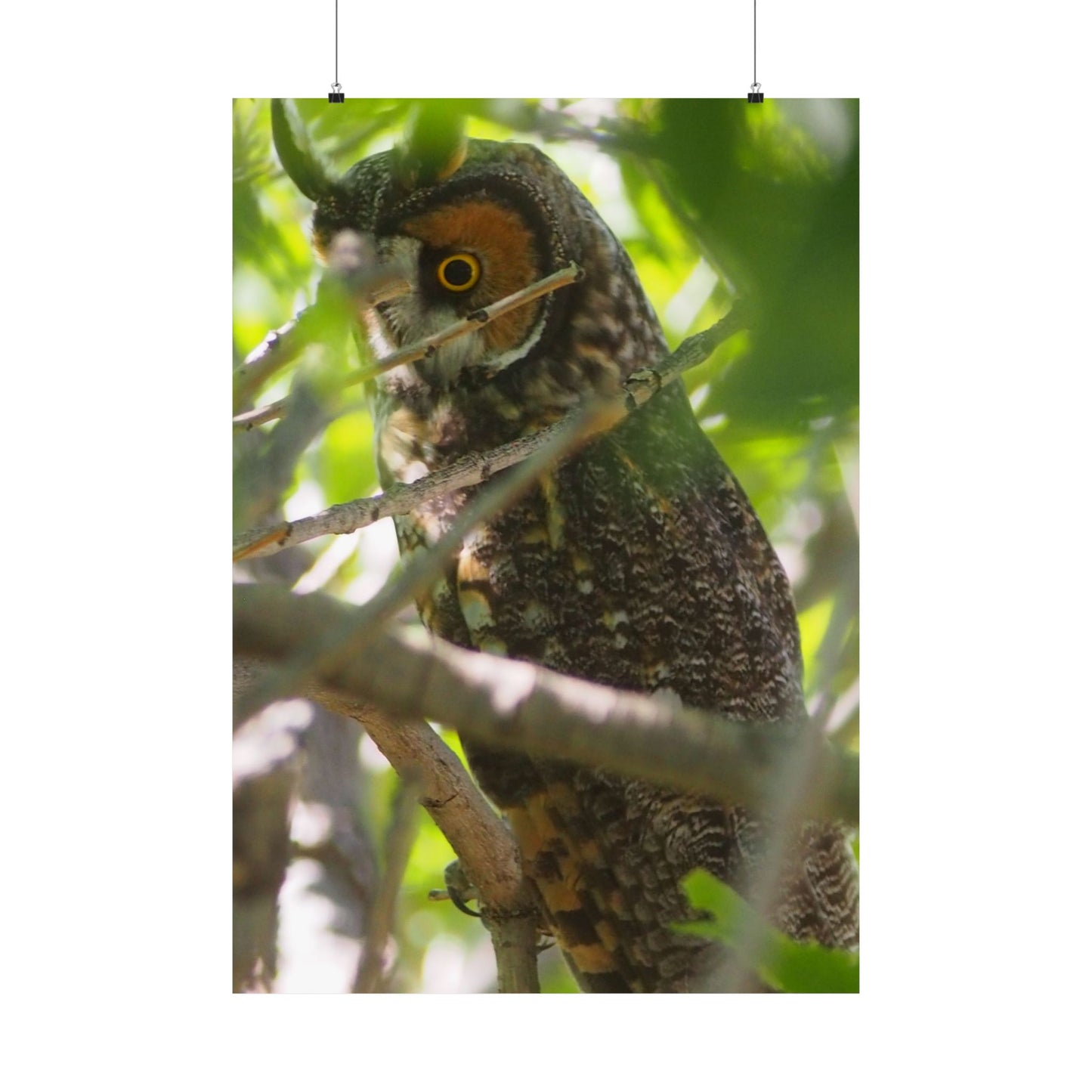 Vertical Poster - Young Great Horned Owl Photo