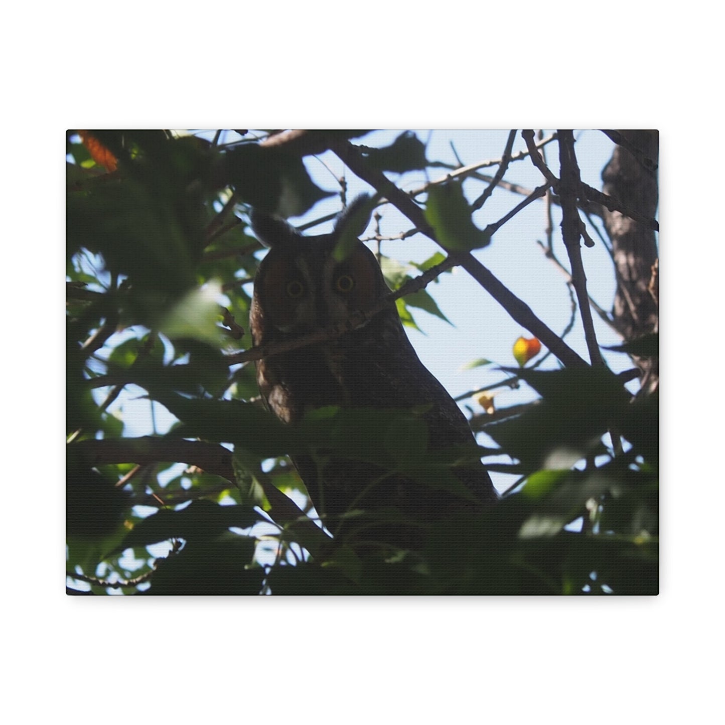 Canvas Print - Young Great Horned Owl Photo