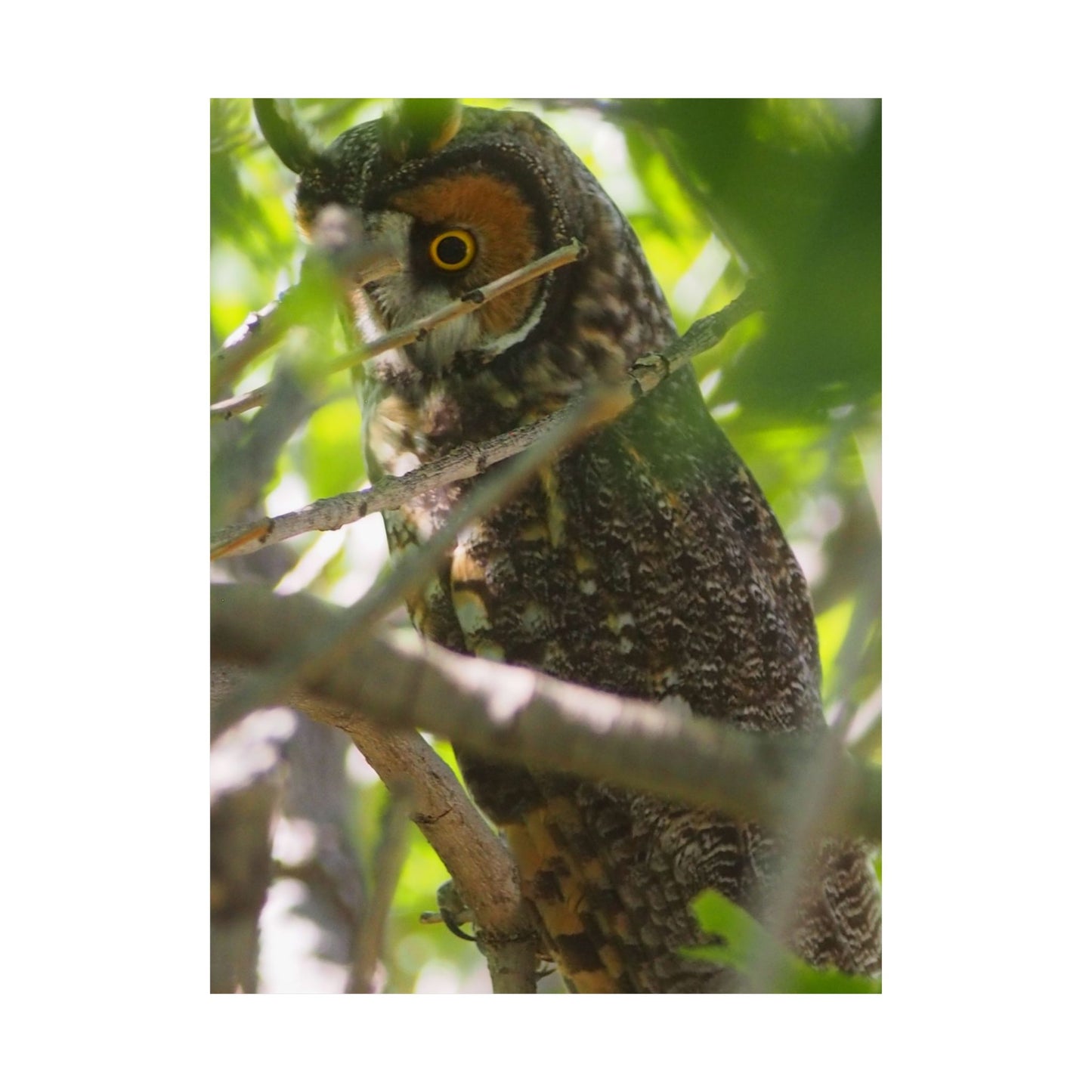 Vertical Poster - Young Great Horned Owl Photo