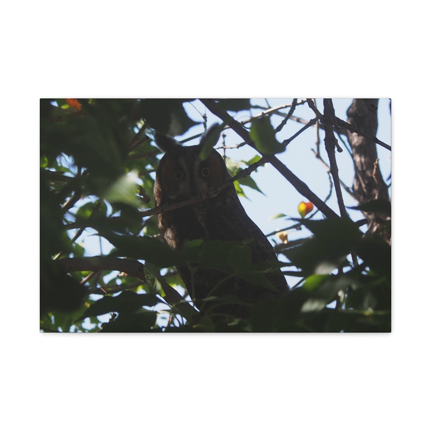 Canvas Print - Young Great Horned Owl Photo