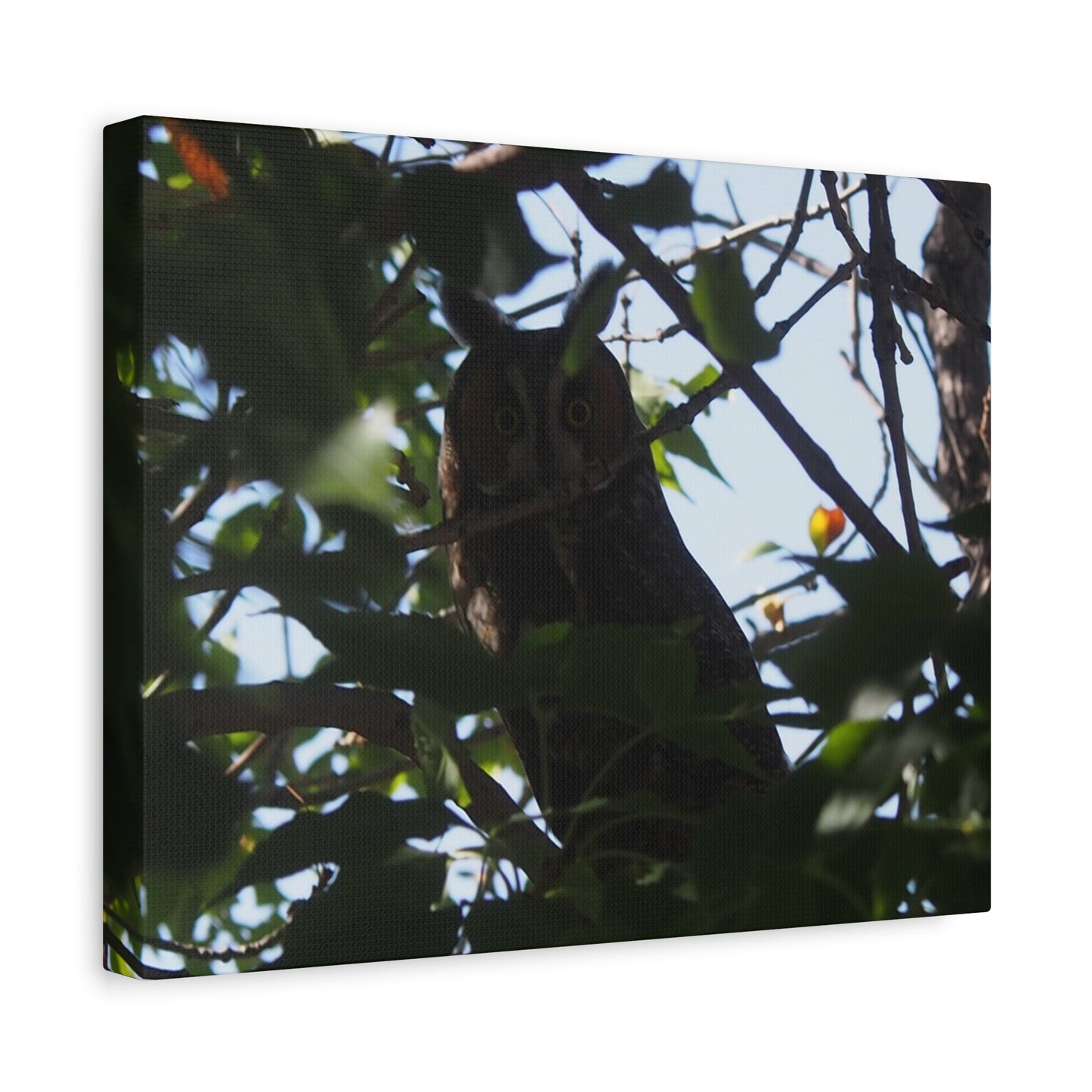Canvas Print - Young Great Horned Owl Photo