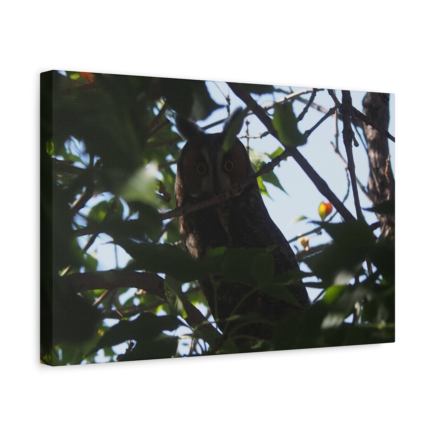 Canvas Print - Young Great Horned Owl Photo