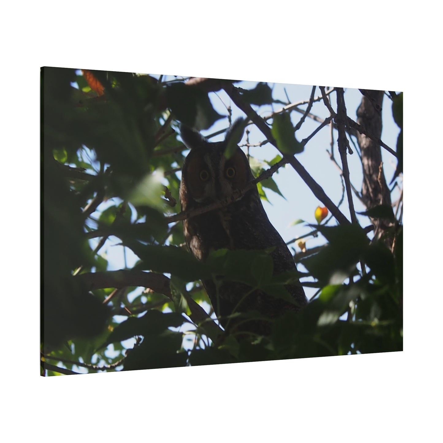 Canvas Print - Young Great Horned Owl Photo