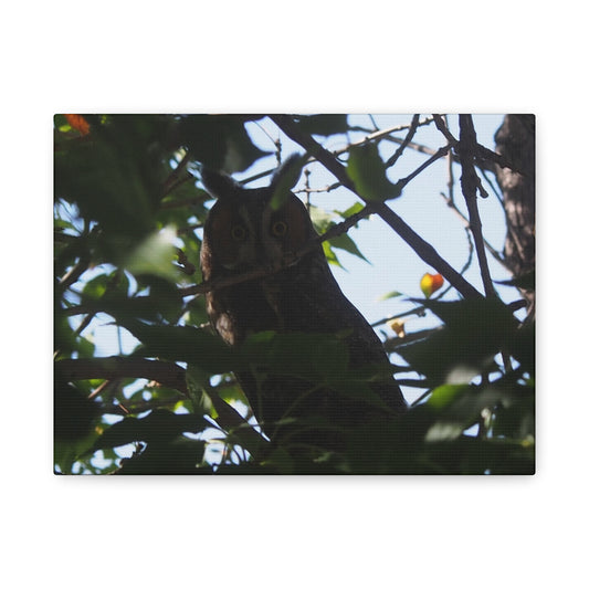 Canvas Print - Young Great Horned Owl Photo