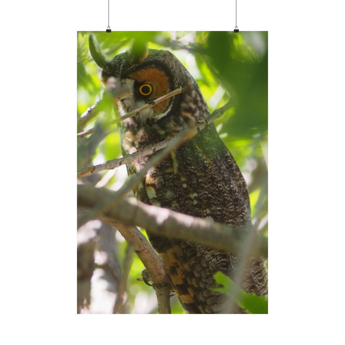 Vertical Poster - Young Great Horned Owl Photo