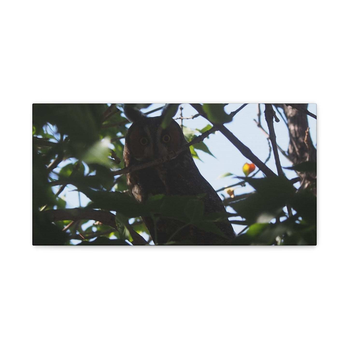 Canvas Print - Young Great Horned Owl Photo