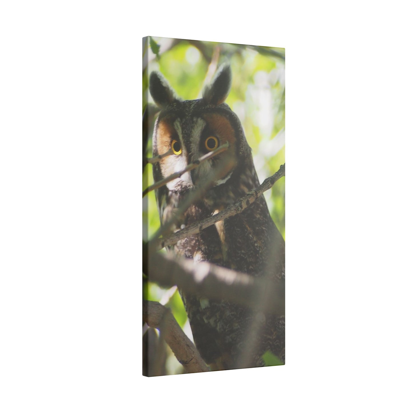 Canvas Print - Young Great Horned Owl Photo I Took