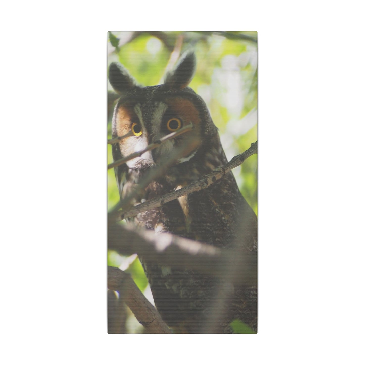 Canvas Print - Young Great Horned Owl Photo I Took