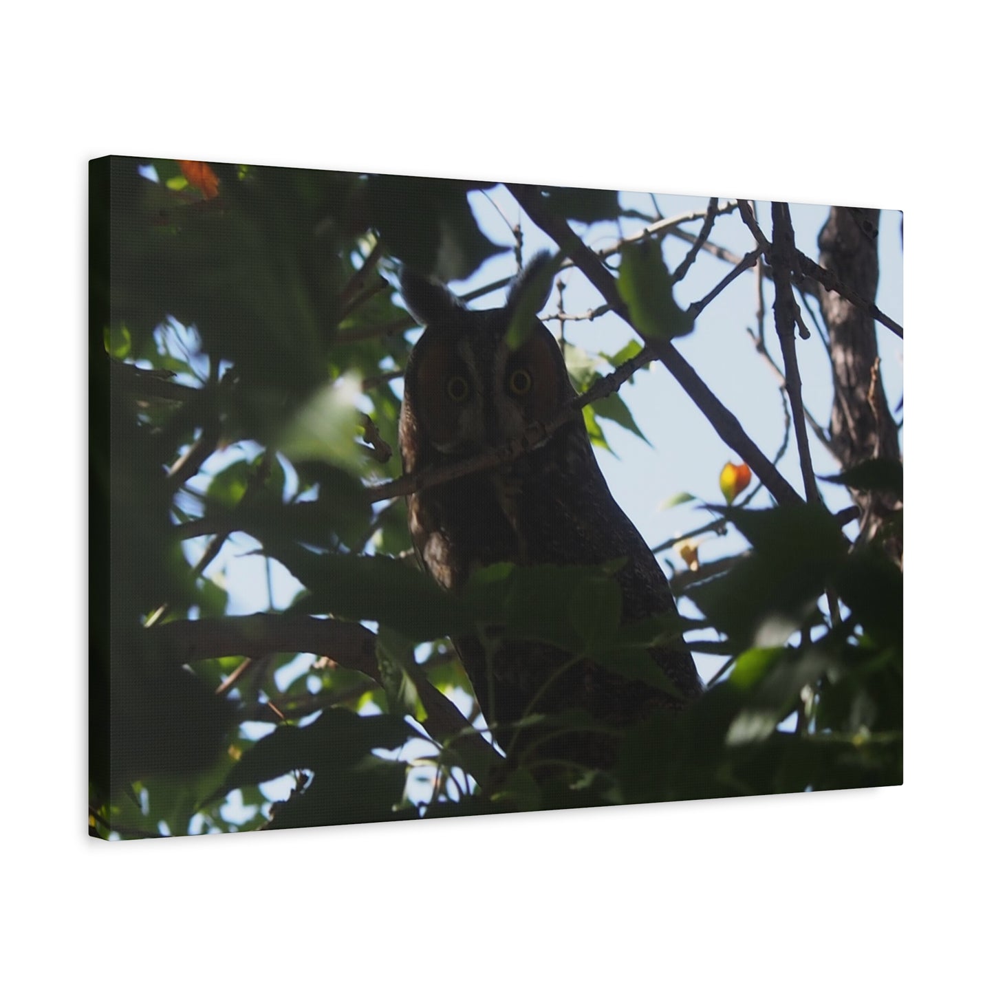 Canvas Print - Young Great Horned Owl Photo