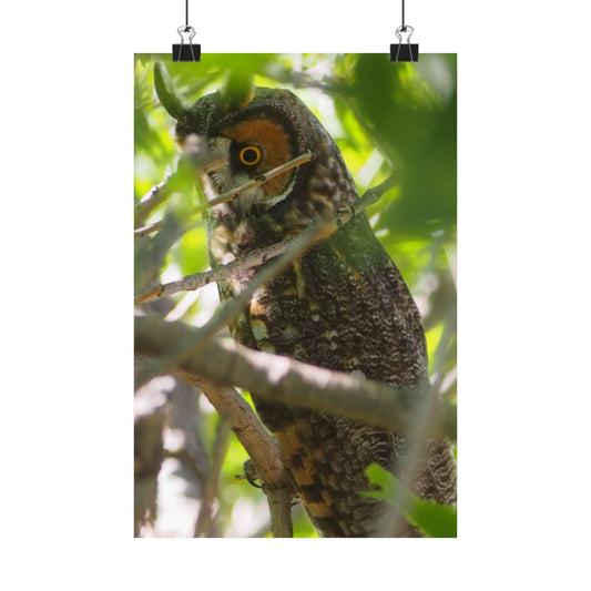 Vertical Poster - Young Great Horned Owl Photo